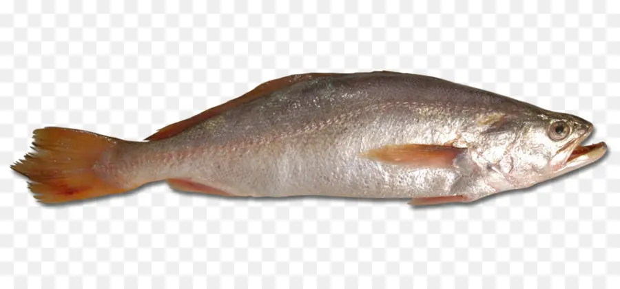 Balık，Atlantik PNG