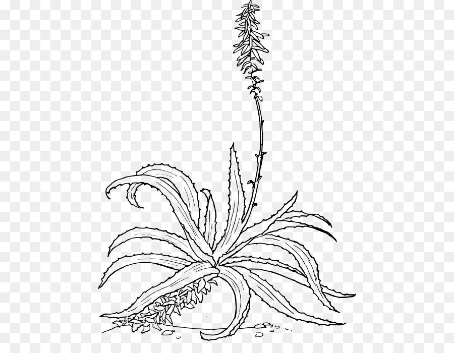 Aloe Bitkisi，Aloe PNG