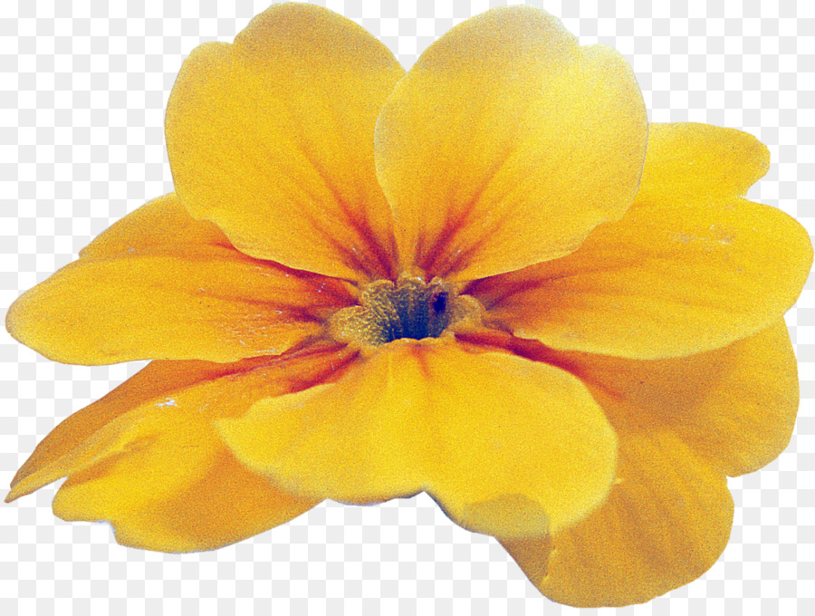 Çuhaçiçeği，Kır çiçeği PNG