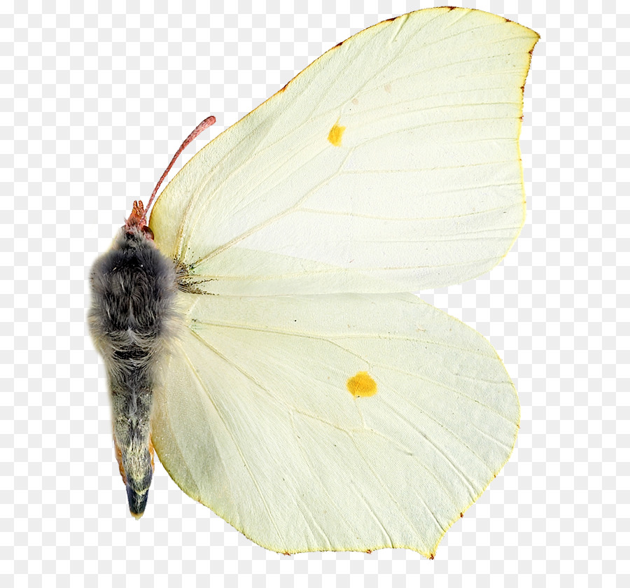Pieridae，Güve PNG