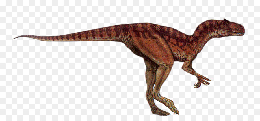 Tyrannosaurus，Allosaurus PNG