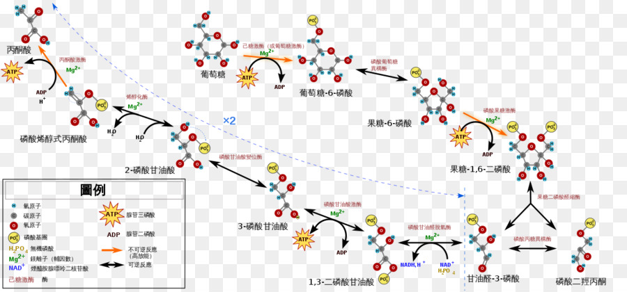 Glikoliz，Adenozin Trifosfat PNG