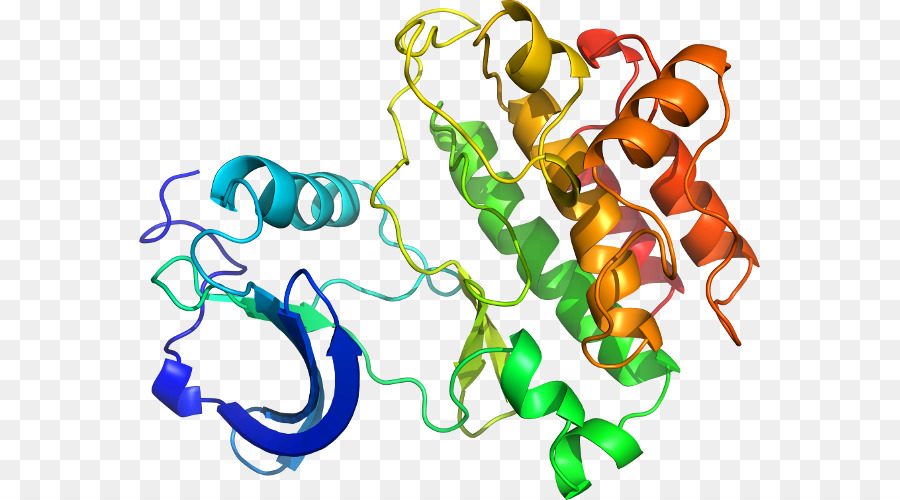 Protein Yapısı，Molekül PNG