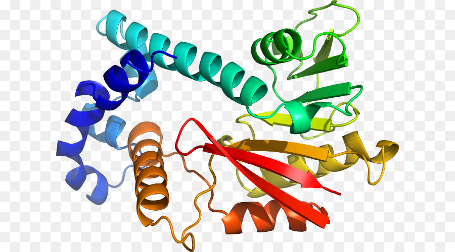 Protein Yapısı，Molekül PNG