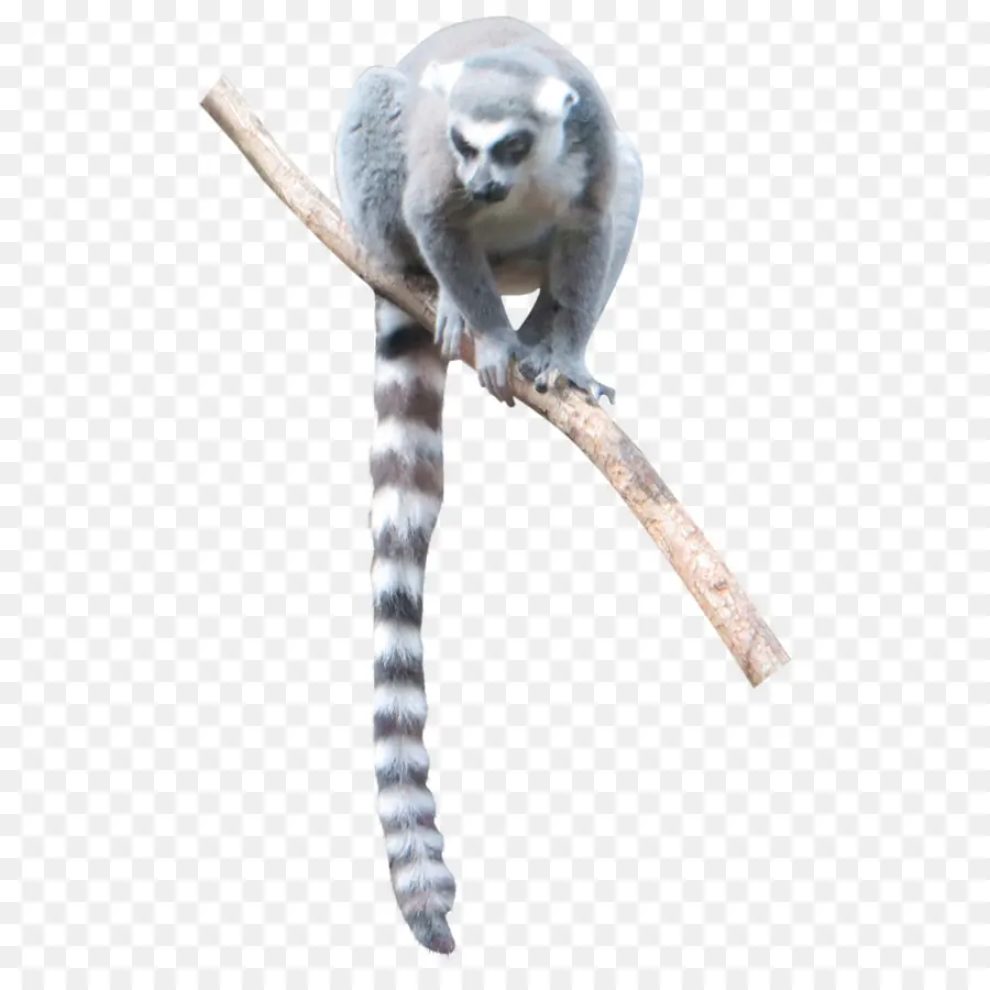Lemur，Maymun PNG