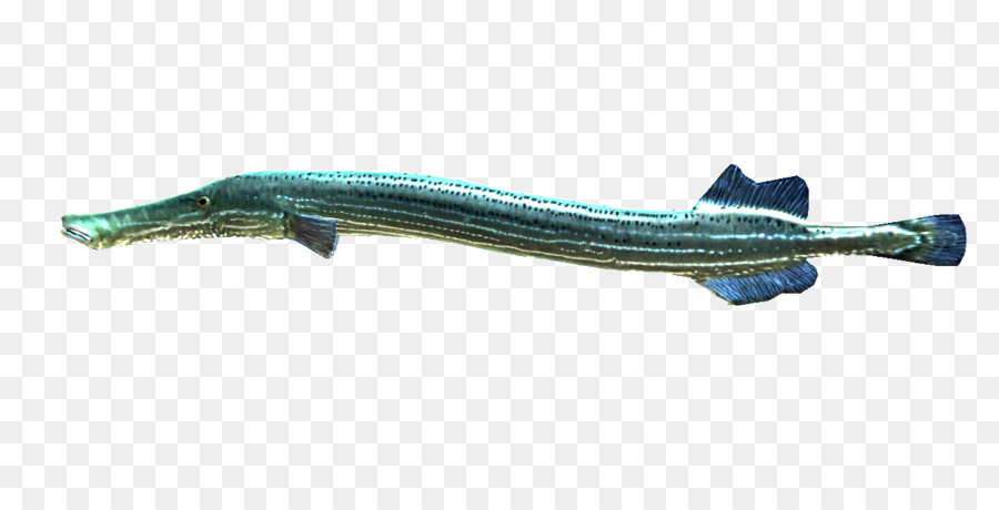 Balık，Trumpetfish PNG