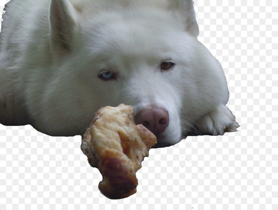 Köpek ırkı，Samoyed Köpek PNG