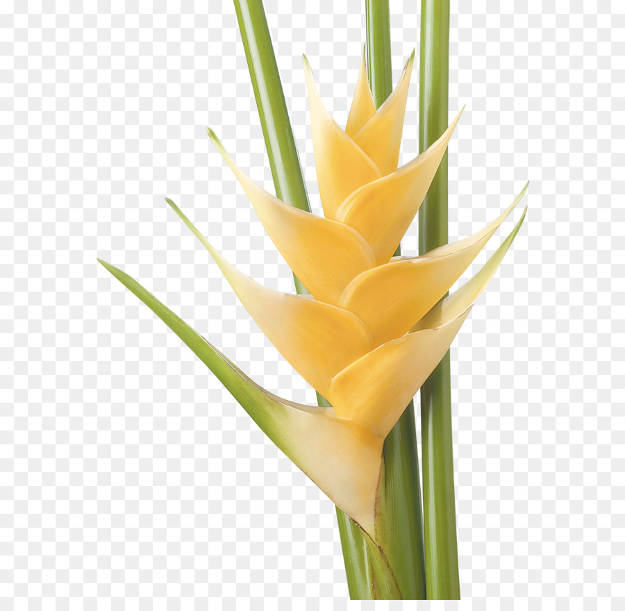 Çiçek Kesmek，Heliconia Bihai PNG