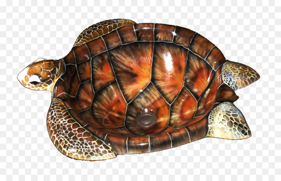 Kutusu Kaplumbağa，Sanatsal Illüzyonları PNG