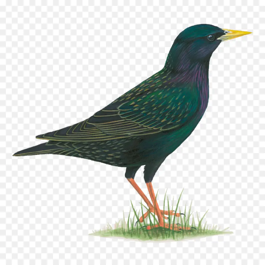 Sığırcık，Ortak Starling PNG