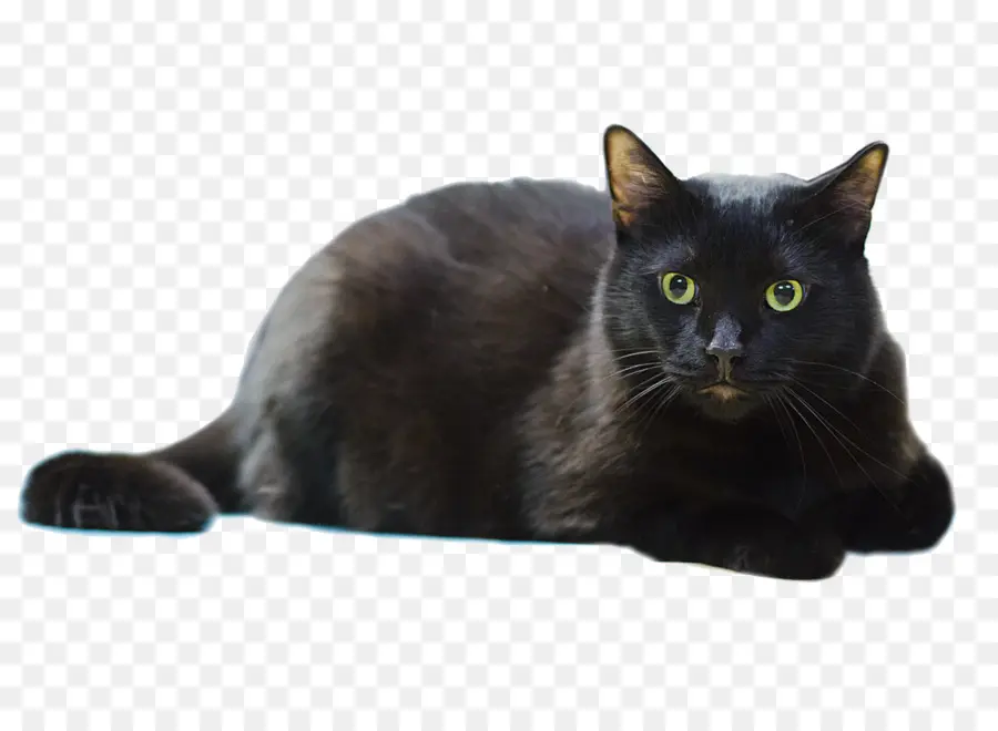 Kara Kedi，Evcil Hayvan PNG