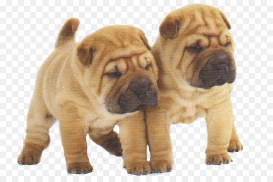 Shar Pei Yavruları，Köpekler PNG