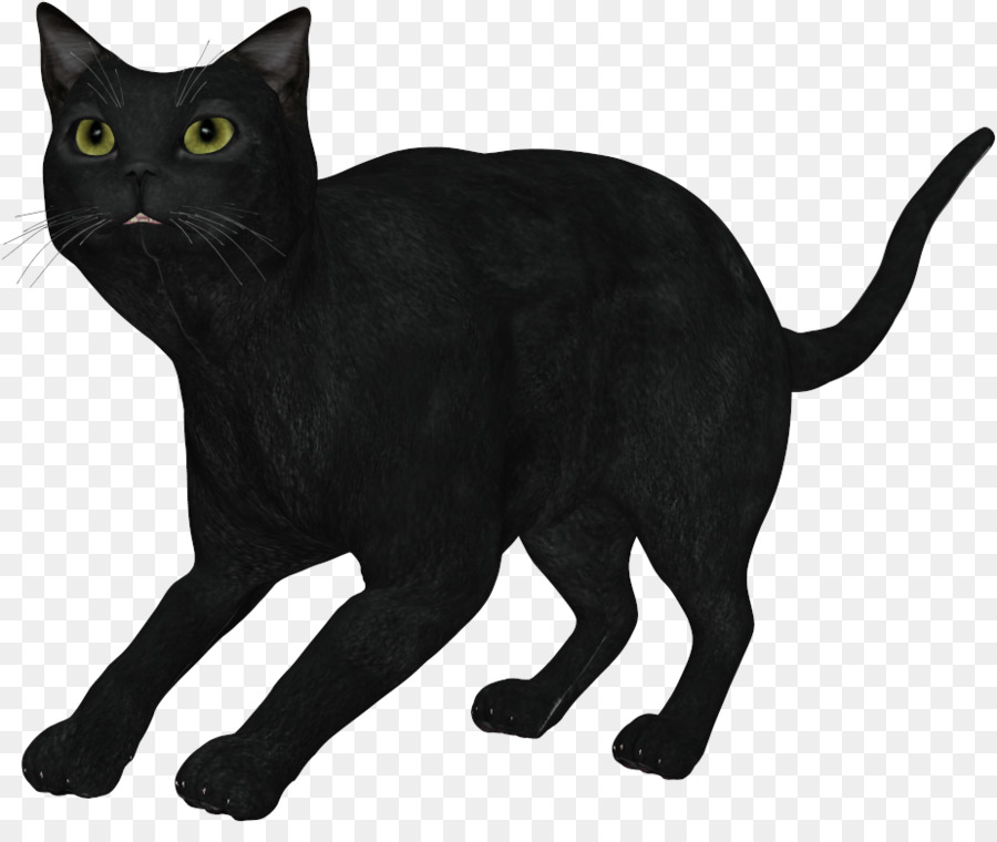 Kara Kedi，Evcil Hayvan PNG