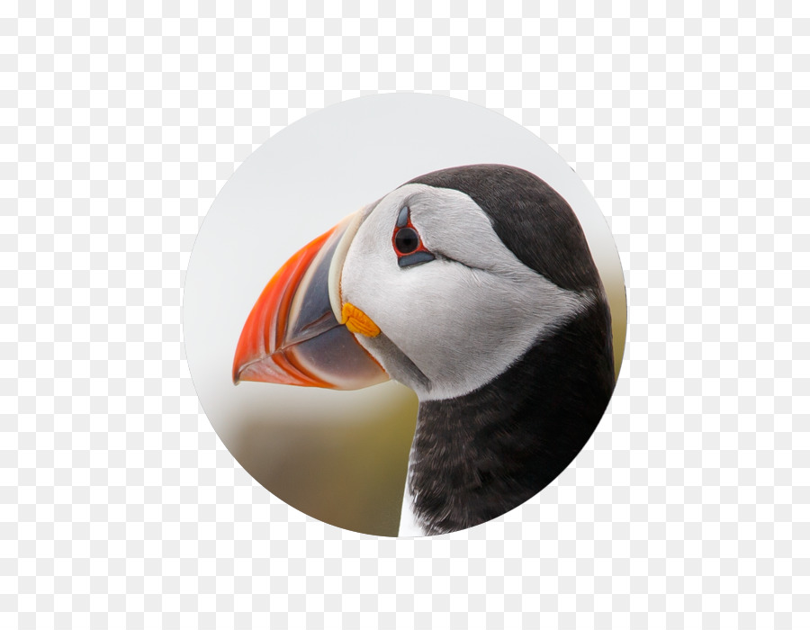 Puffin，Gaga PNG