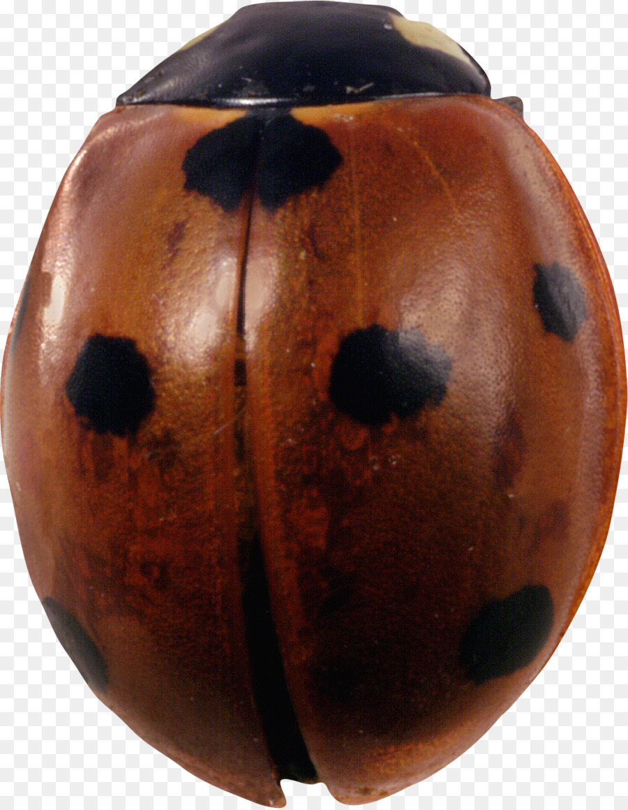 Böcek，Uğur Böceği PNG