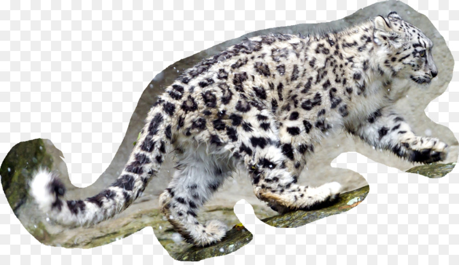 Masaüstü Duvar Kağıdı，Leopar PNG