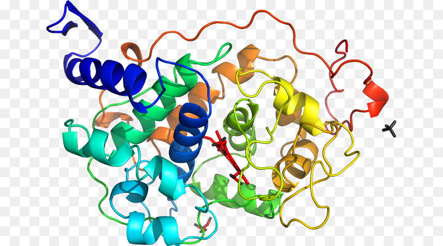 Protein Yapısı，Molekül PNG