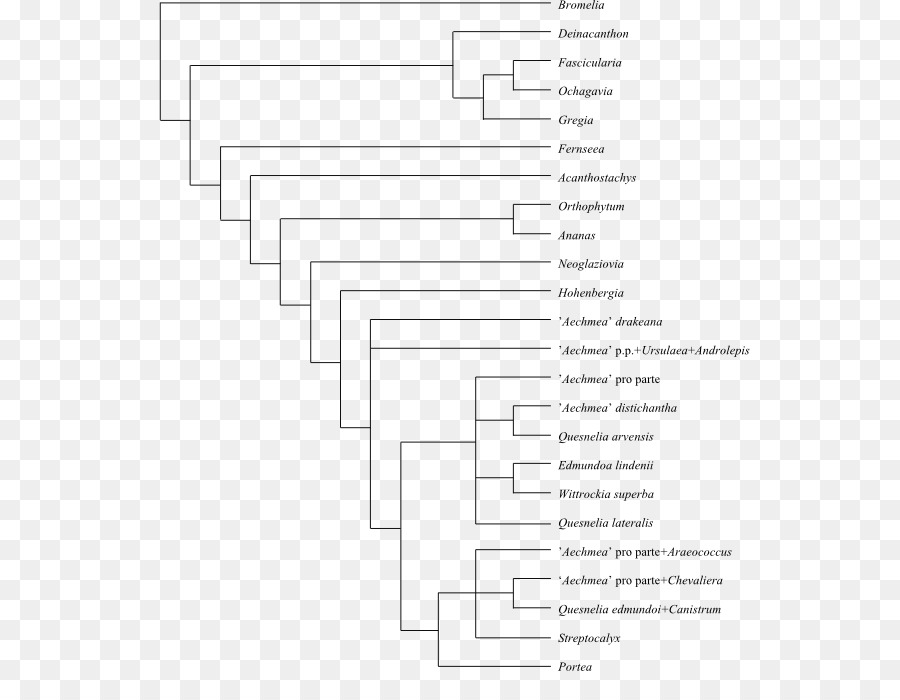 Cladogram，Filogenetik Ağaç PNG