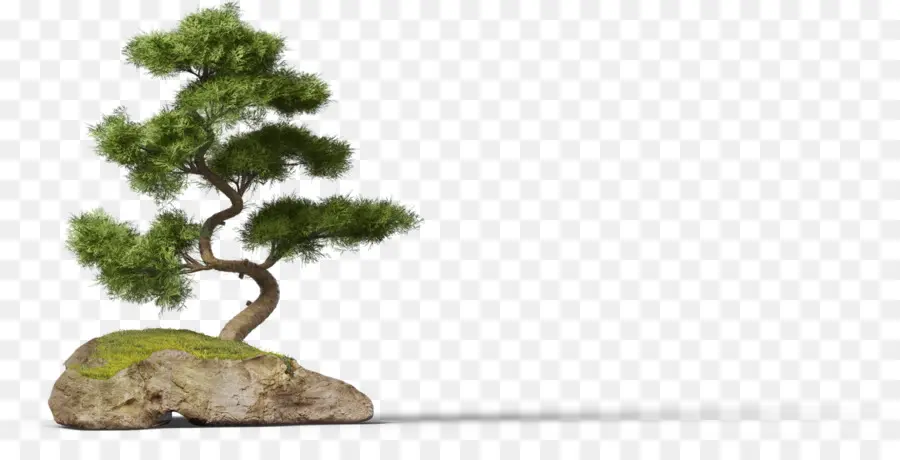 Bonsai Ağacı，Minyatür PNG