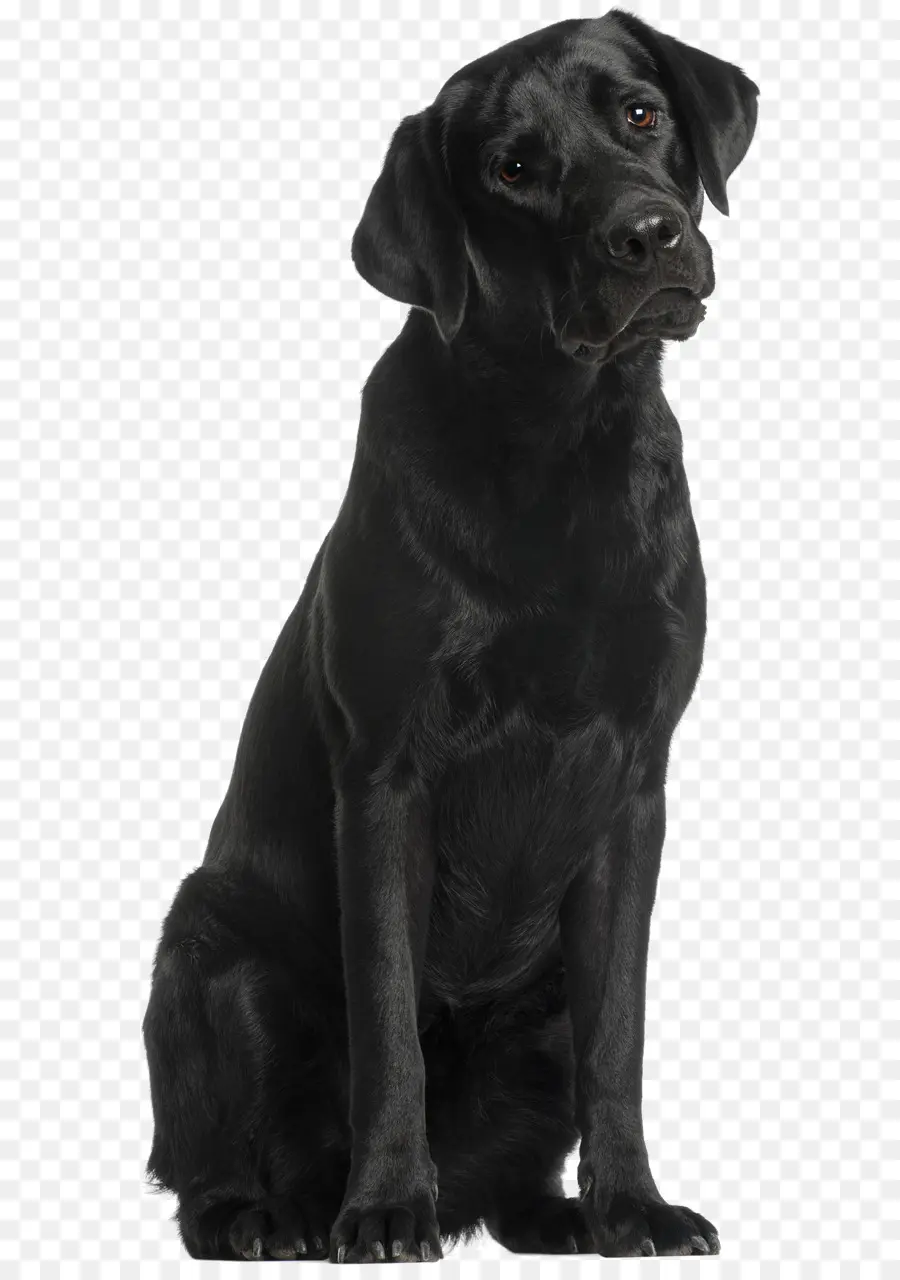 Kara Köpek，Evcil Hayvan PNG