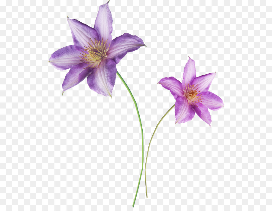 Liliaceae，Daylily PNG