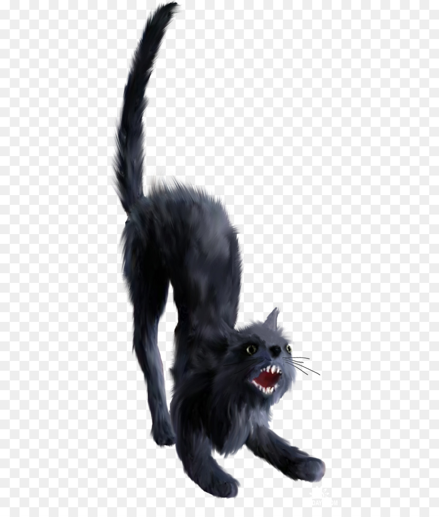 Kara Kedi，Kedi PNG