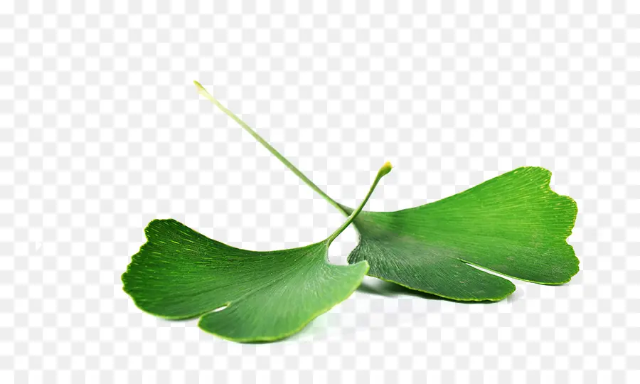 Ginkgo Yaprağı，Bitki PNG