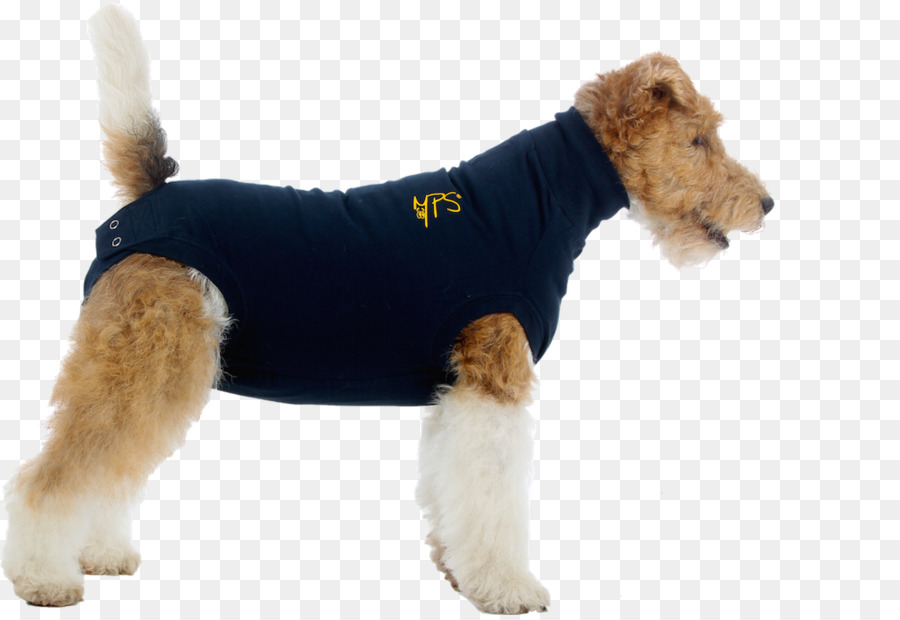 Köpek，Kedi PNG