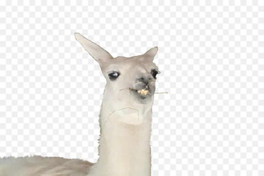 Lama，Kafa PNG