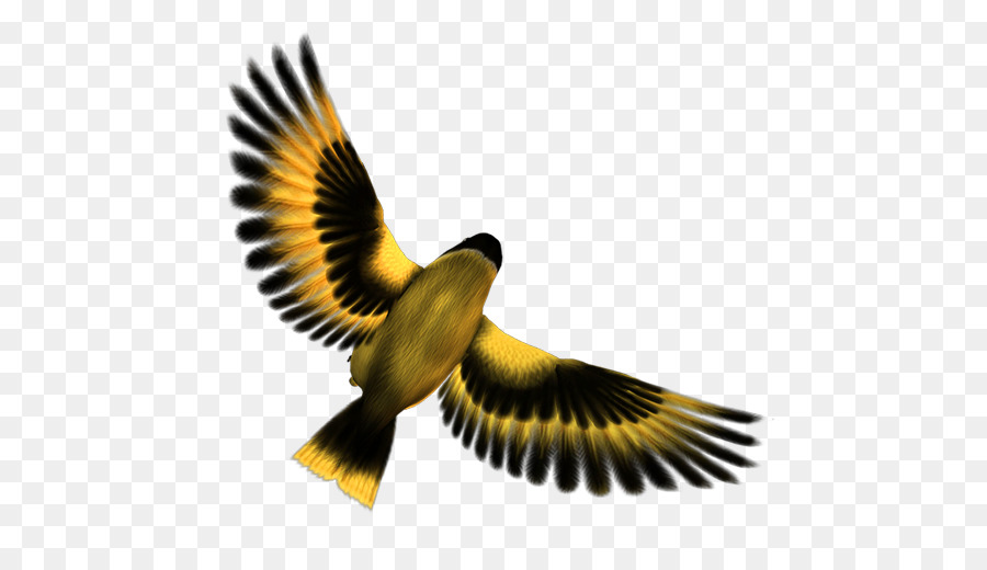 Kuş，Kırsal Kuşlar PNG