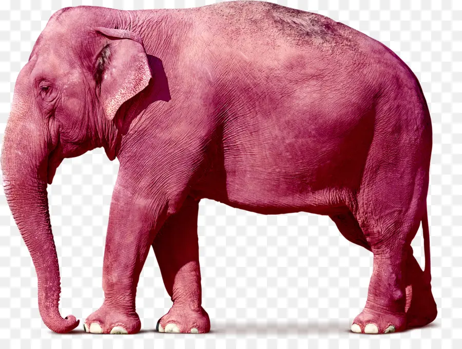 Pembe Fil，Büyük PNG