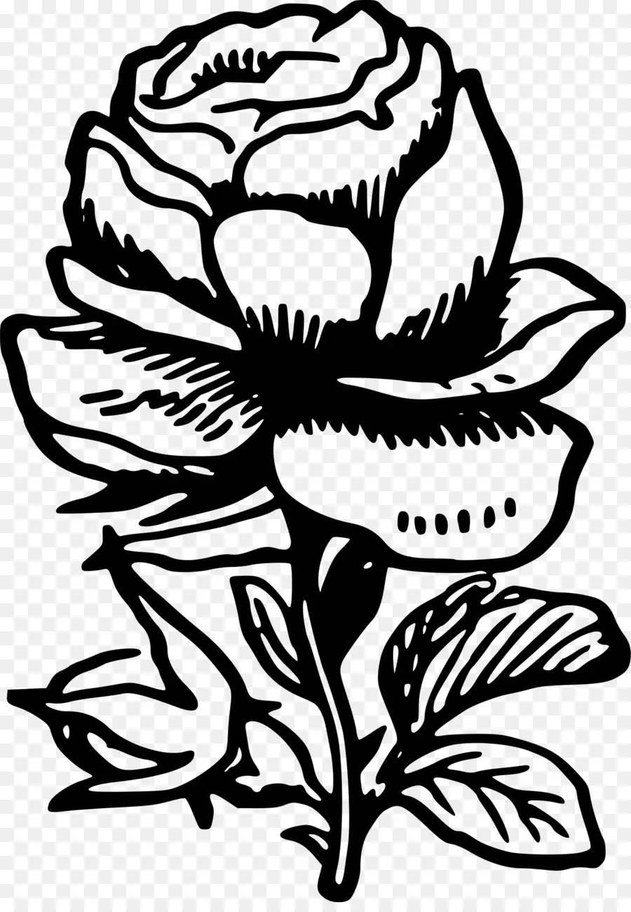Çizim，çiçek Tasarımı PNG