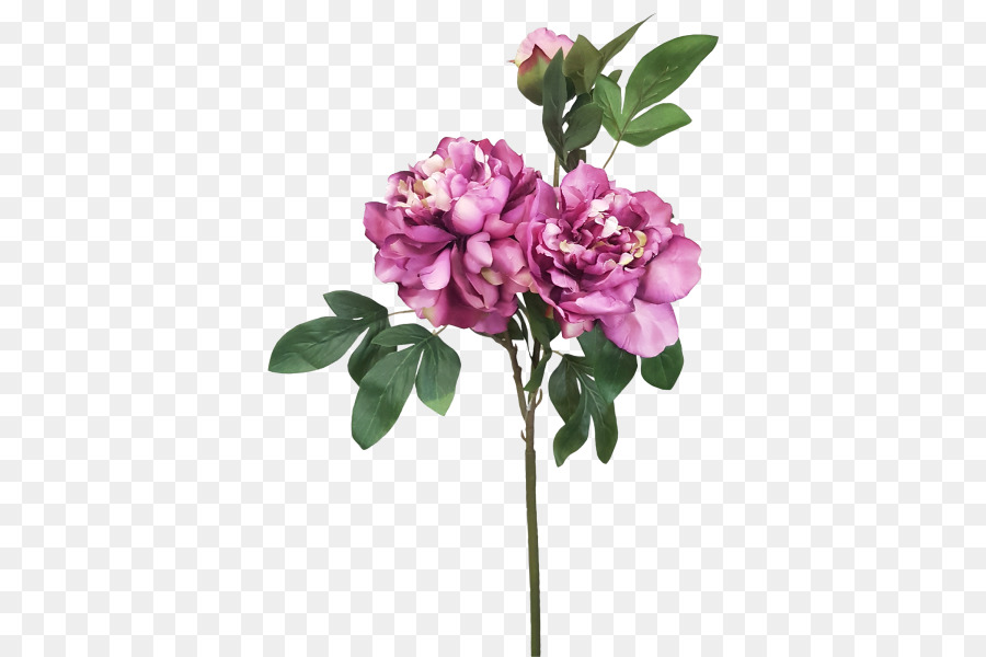 Kesme çiçekler，Rosaceae PNG