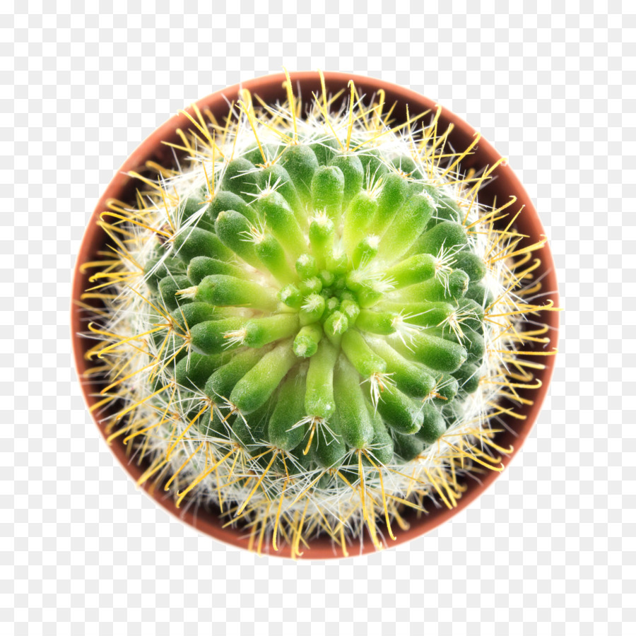 Etli Bitki，Cactaceae PNG