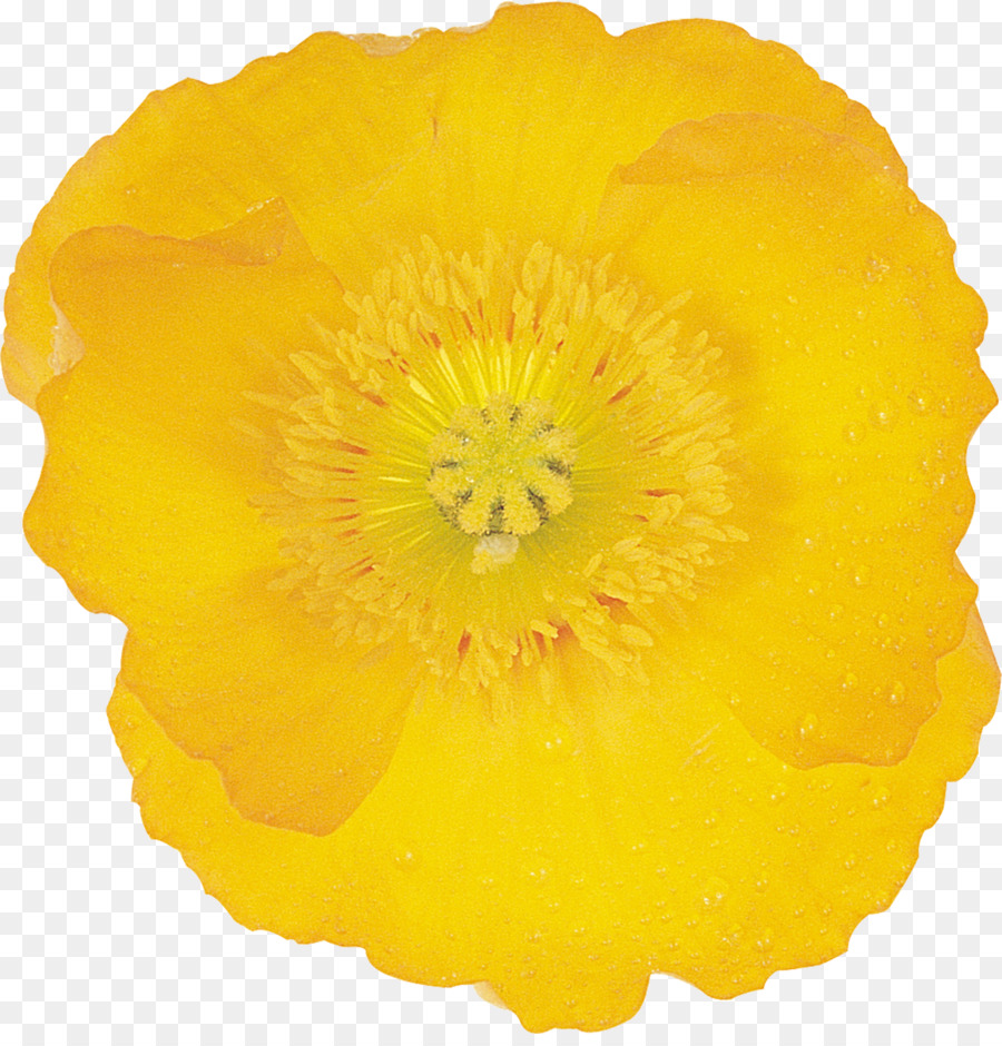 çiçek，Google Resimler PNG