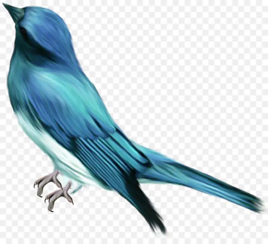 Kuş，Mavi PNG