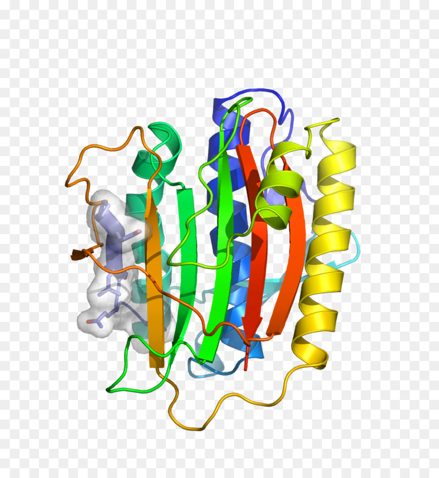 Protein Yapısı，Molekül PNG