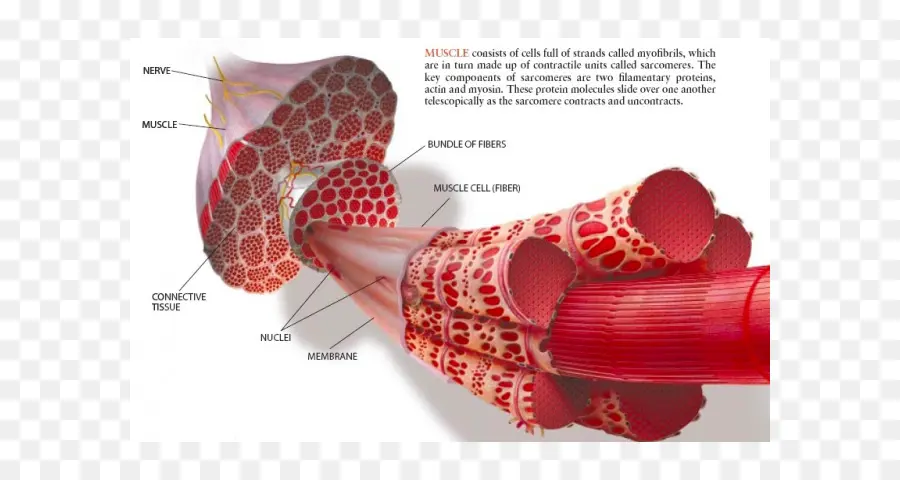 Kas Lifi Diyagramı，Anatomi PNG