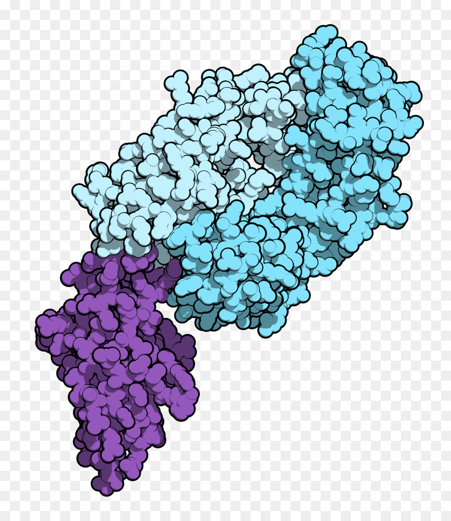 Protein Yapısı，Molekül PNG