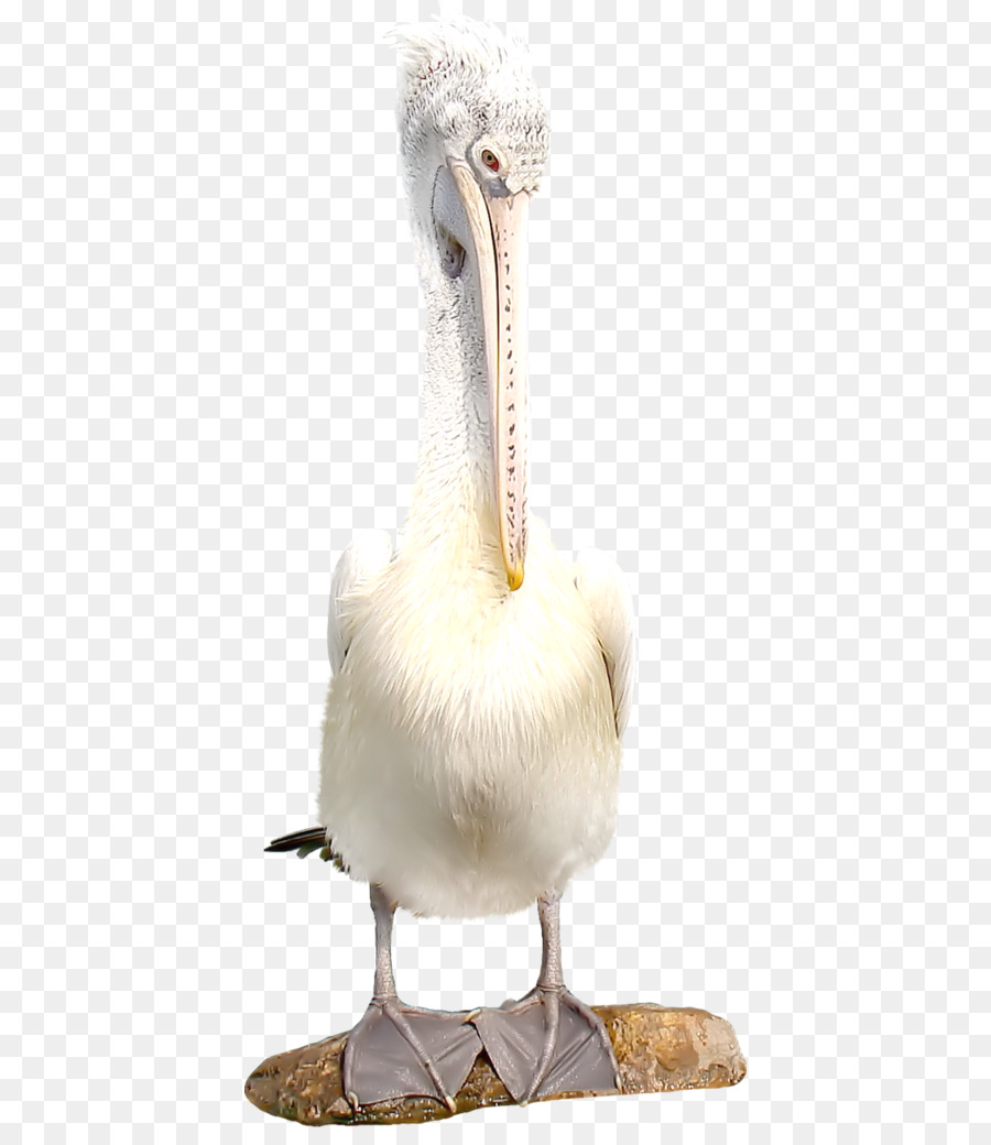 Kuş，Flamingolar PNG