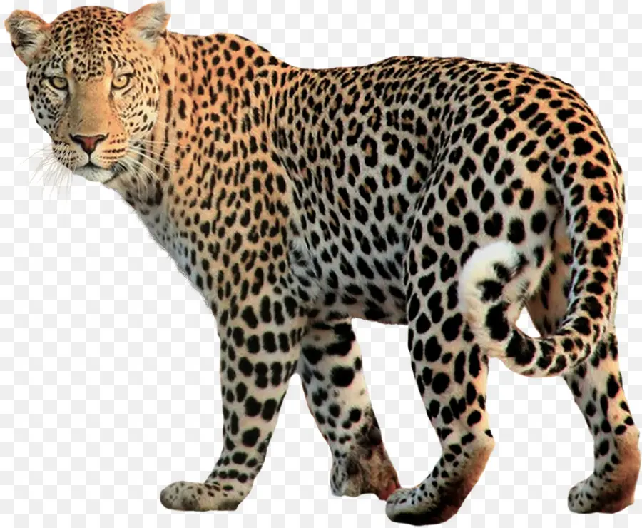 Leopar，Büyük Kedi PNG