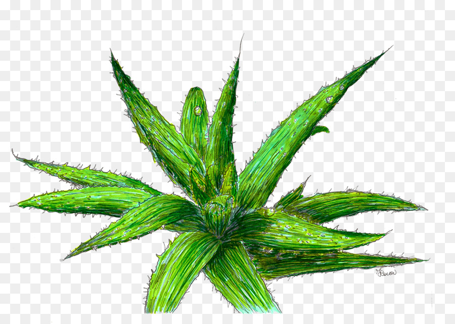 Aloe Vera，Cilt PNG