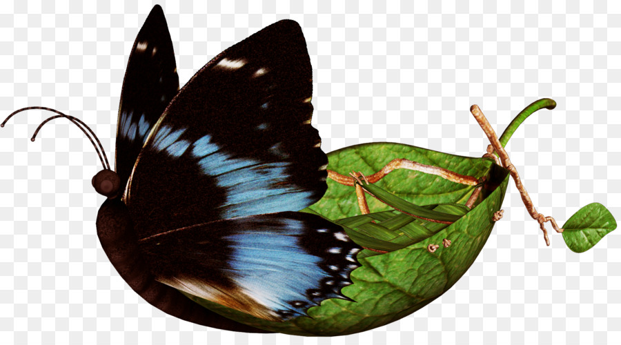 Nymphalidae，Kelebek PNG
