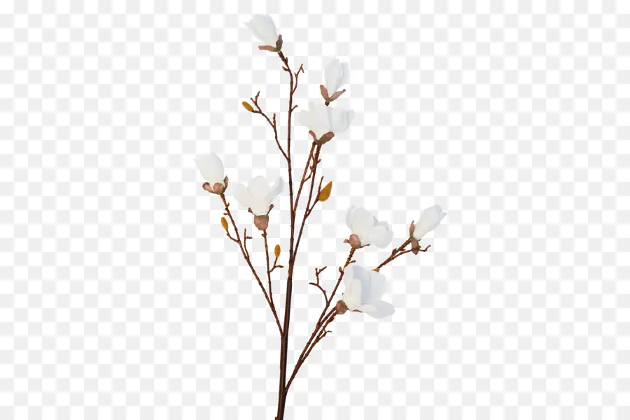 Dal，Kiraz çiçeği PNG