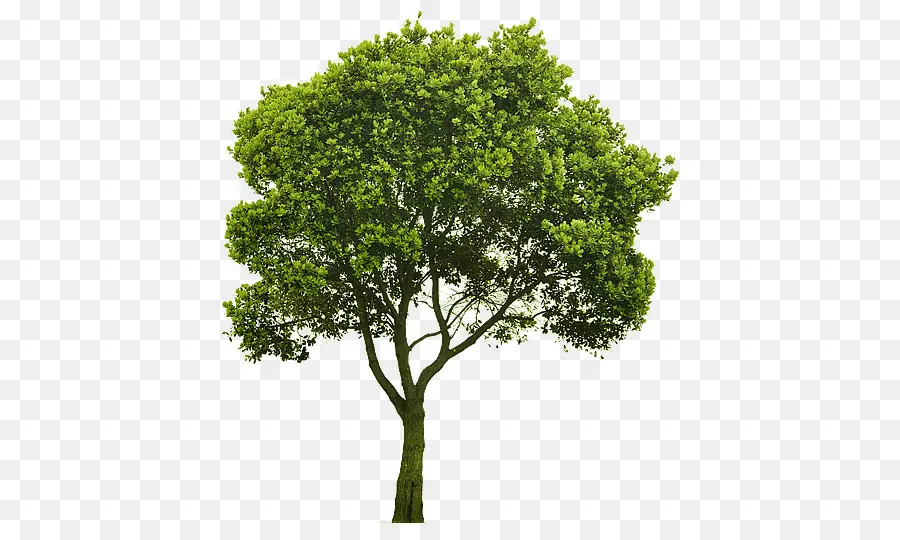 Ağaç，Çalı PNG