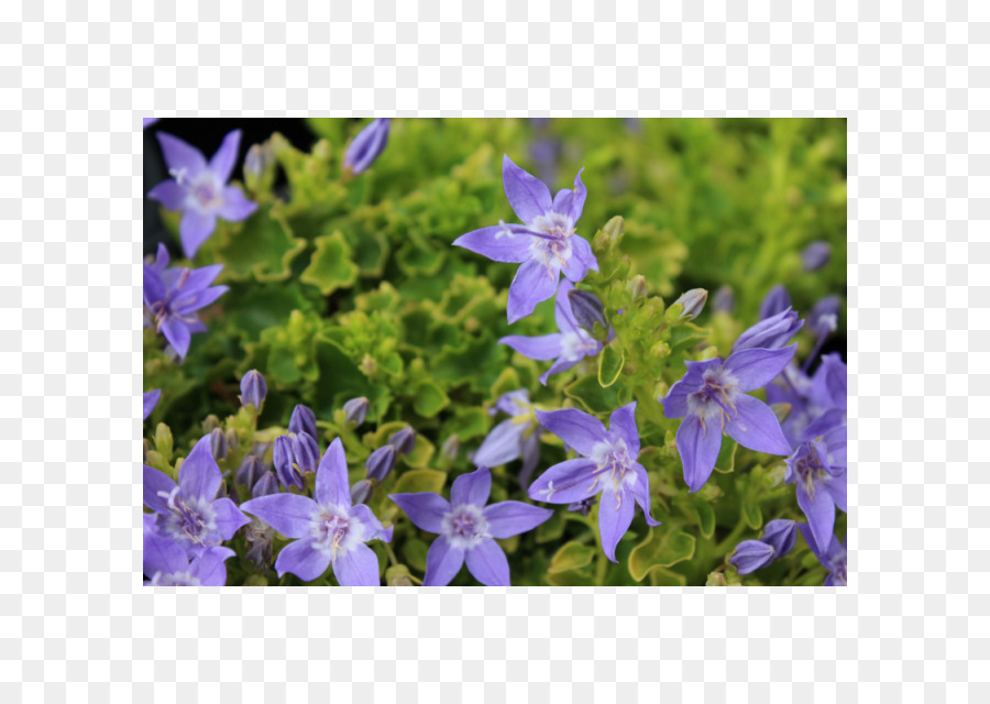 Ali Faruk，Harebell PNG