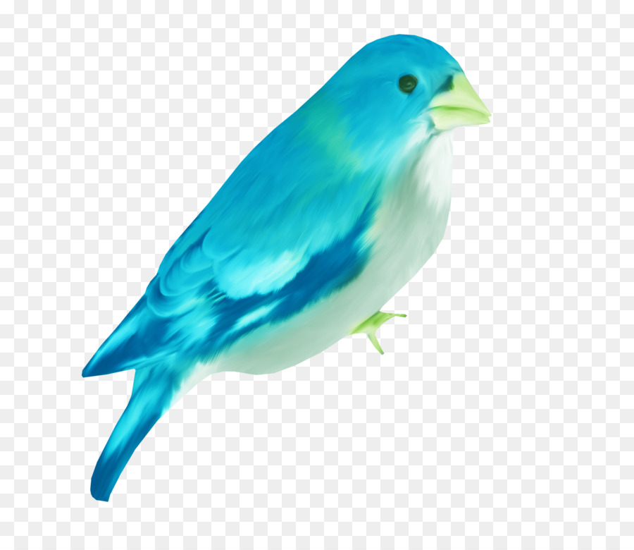 Kuş，Mavi PNG