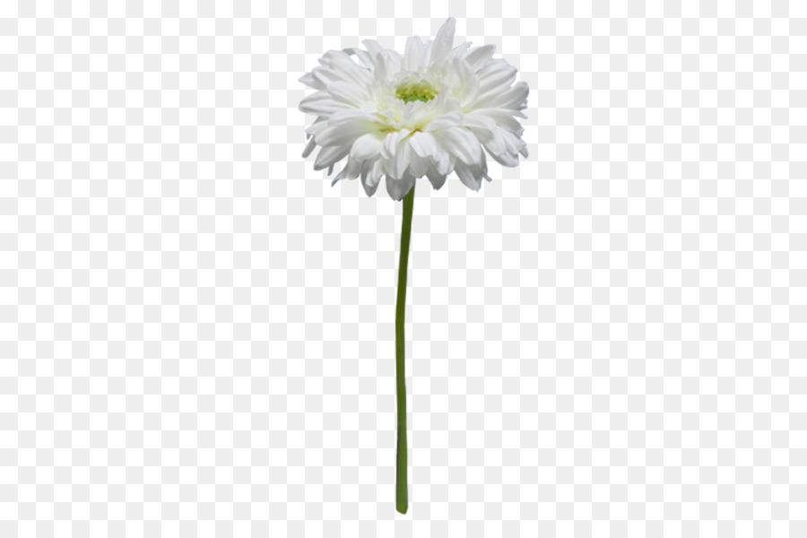 Ortak Daisy，Kesme çiçekler PNG