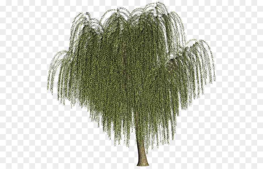 Ağaç，Söğüt PNG