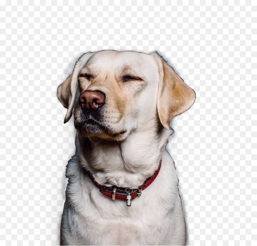 Labrador Retriever，Köpek Yavrusu PNG